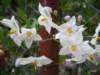 Solanum jasminoides or White Potato Vine